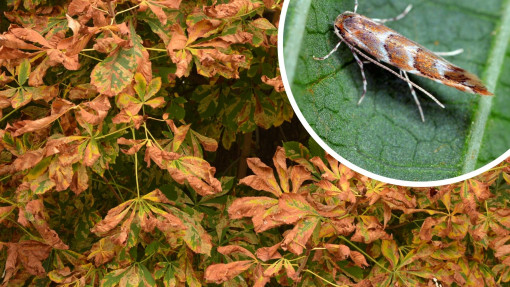 Co zjada kasztanowce? To szrotówek kasztanowcowiaczek – mały motyl, ale groźny szkodnik