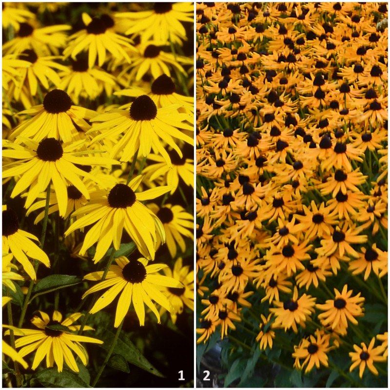 rudbekia w ogrodzie - najpopularniejsze odmiany