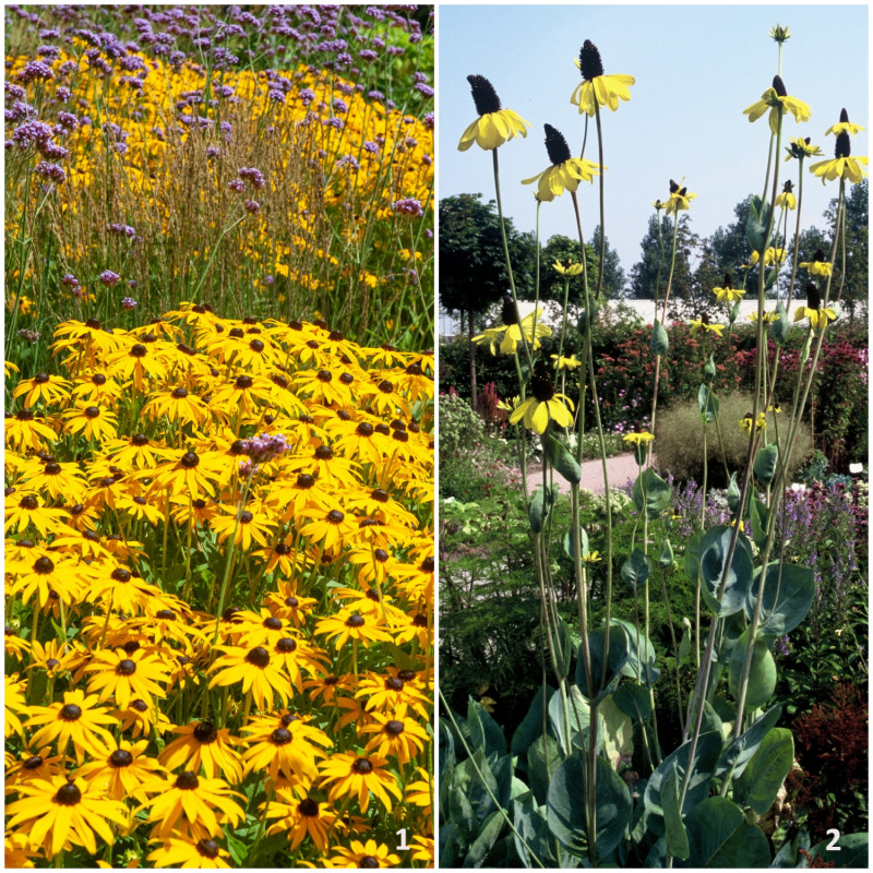 rudbekia w ogrodzie - najpopularniejsze odmiany