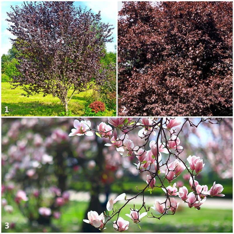 wiśnie i magnolie kwitnące wiosną