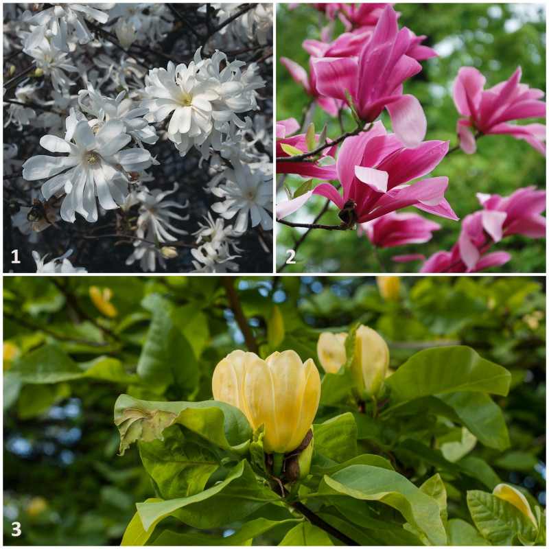 odmiany magnolii