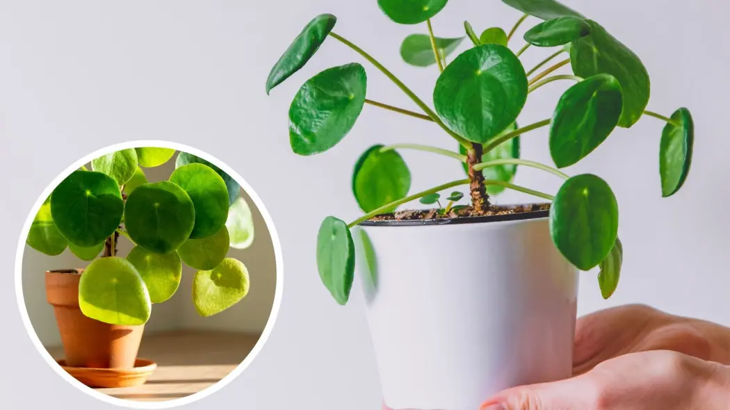 Pieniazek Pilea zolte liscie i opadanie co robic