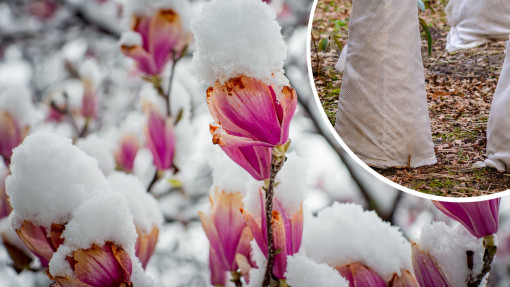 Zimowanie magnolii | Czy Twoja magnolia przetrwa mrozy? Oto najlepsze sposoby na jej ochronę