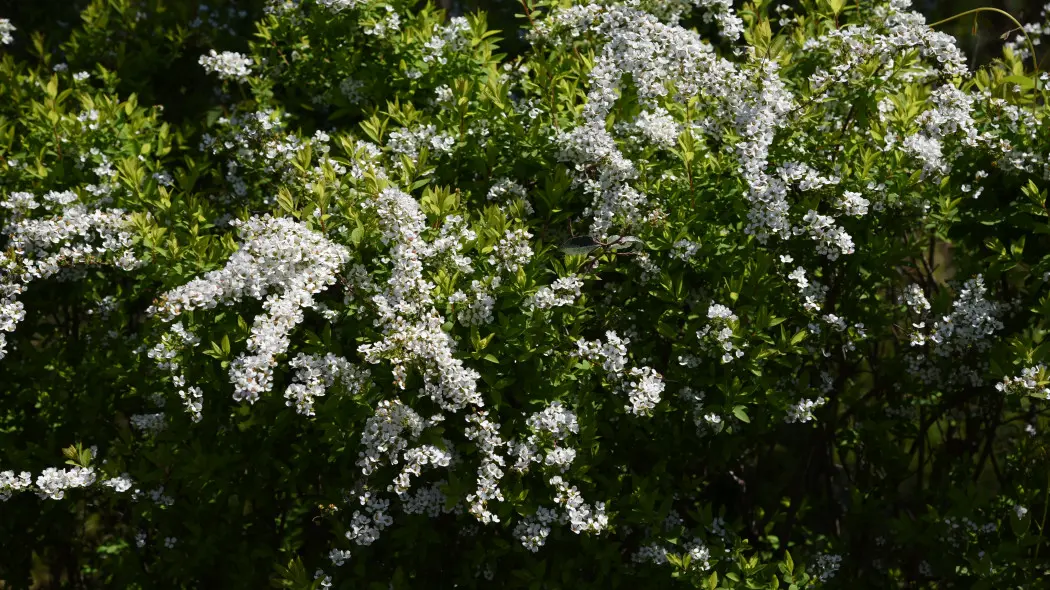 Tawula Thunberga Spiraea thunbergii