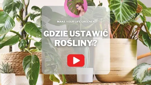 Oświetlenie roślin domowych. Jak zapewnić im idealne warunki?