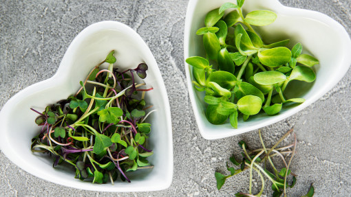 Kiełki i mikrolistki – zdrowie w zarodku | Superfood prosto z parapetu. Naturalne suplementy za kilka zł