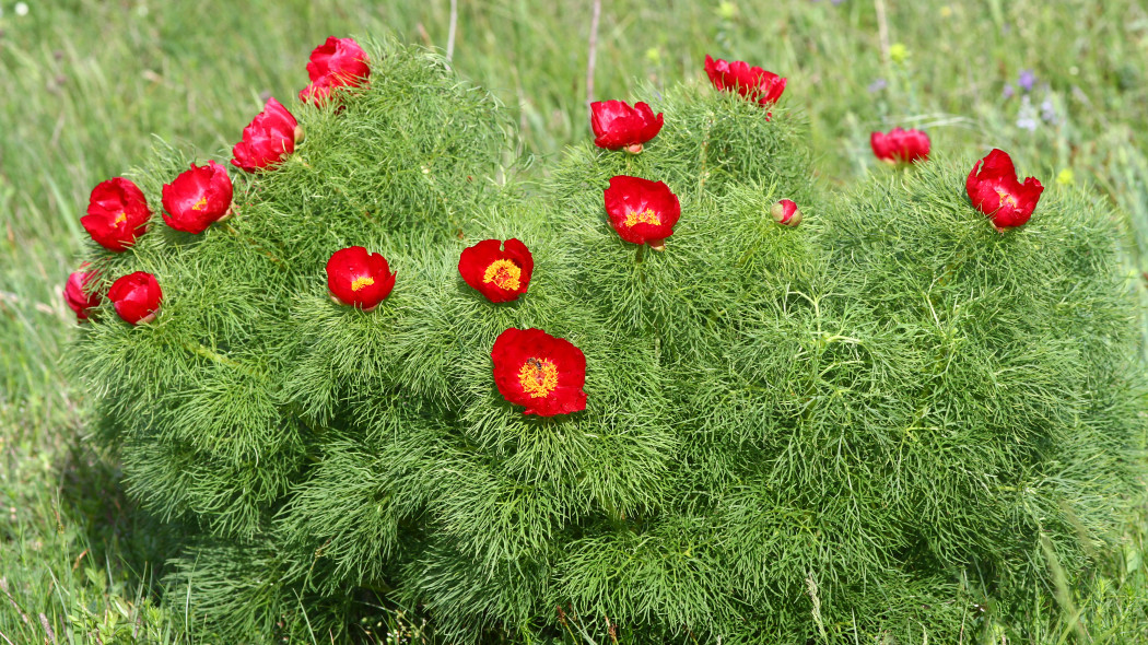 Piwonia koperkowa delikatna Paeonia tenuifolia
