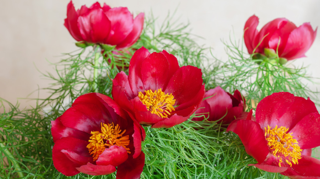 Piwonia koperkowa delikatna Paeonia tenuifolia