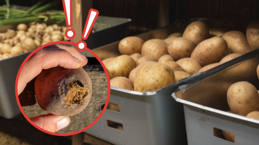 Dlaczego ziemniaki gniją w domu i piwnicy? Przechowaj je w ten sposób, a przetrwają całą zimę