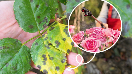 Czarne plamy na liściach róż | Co to za choroba? Jak, kiedy i czym ją zwalczać?