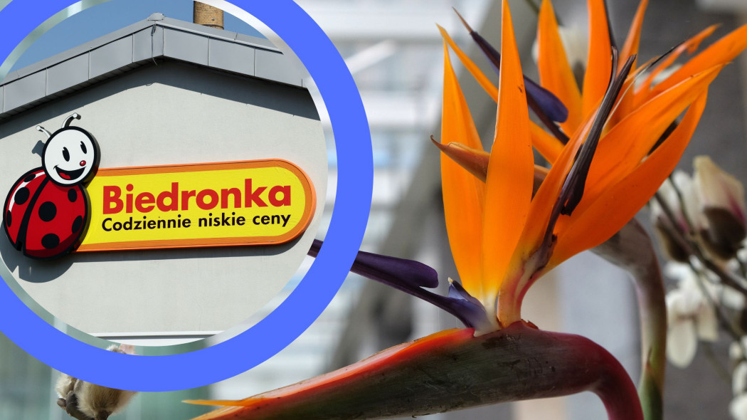 Sterlicja nicolai w ofercie w dyskoncie Biedronka