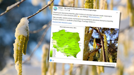 Kiedy wiosna 2024? Leszczyna już zakwitła. Co to oznacza?