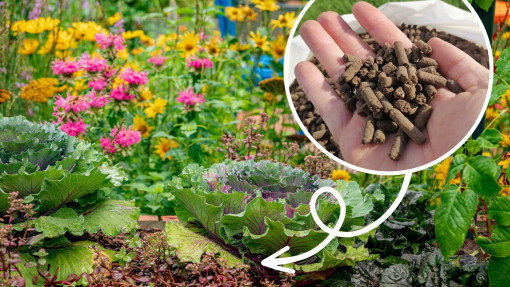 Jak nawozić ogród bez chemii? Te granulki poprawią jakość gleby i odżywią rośliny – Naturalnie!