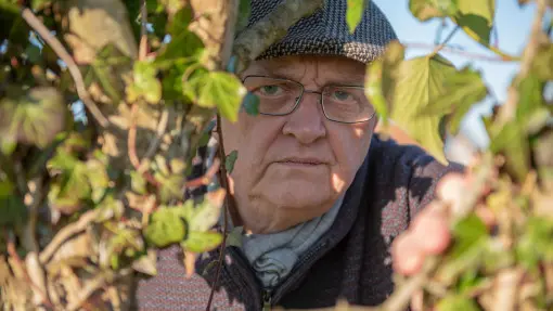 Gałęzie z drzewa sąsiada po Twojej stronie ogrodzenia. Czy możesz je wyciąć bez pozwolenia?