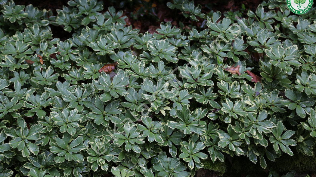runianka japońska Pachysandra terminalis Variegata - zimozielona krzewinka o biało obrzeżonych liściach