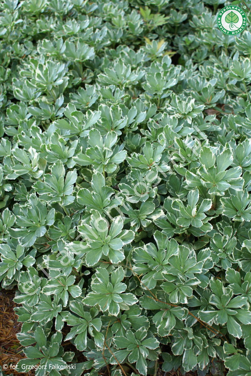 zimozielona runianka japońska Pachysandra terminalis Variegata w ogrodzie