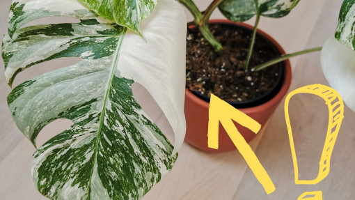 W taki sposób monstera regeneruje się sama. Nie róbcie tego 1 błędu, nim będzie za późno
