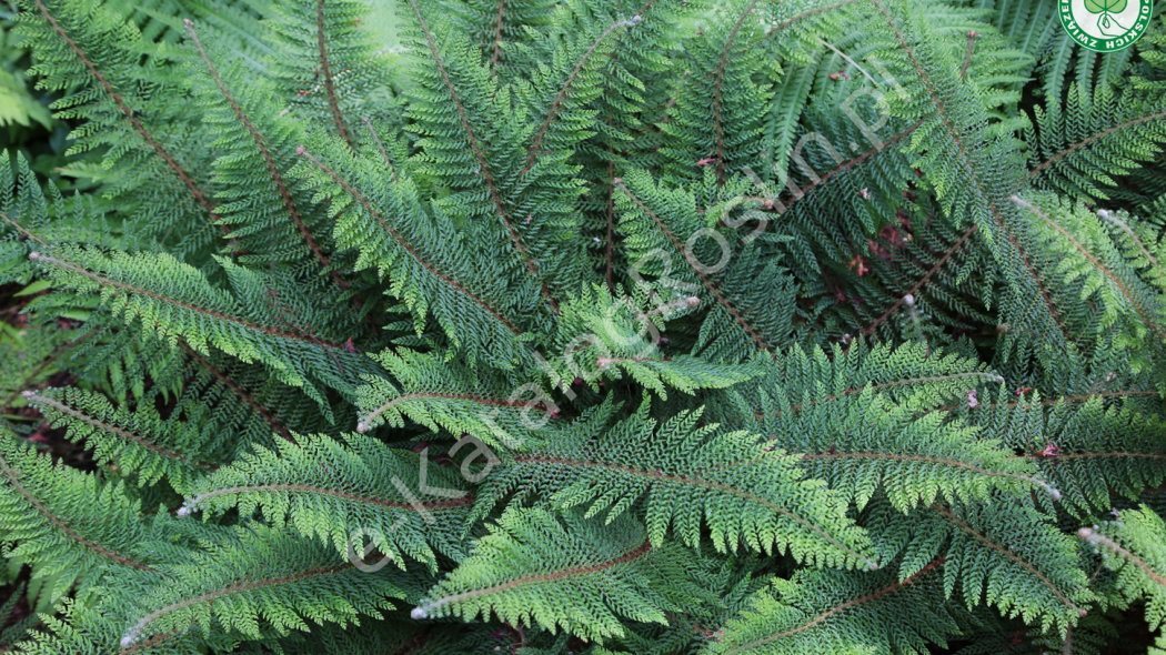 Paprotnik szczecinkozębny Polystichum setiferum Proliferum w ogrodzie Fot. Grzegorz Falkowski