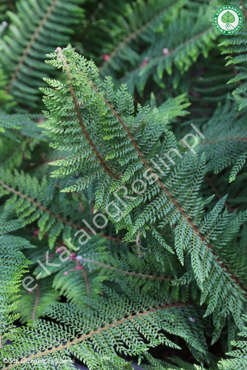 Paprotnik szczecinkozębny Polystichum setiferum Proliferum w ogrodzie Fot. Grzegorz Falkowski