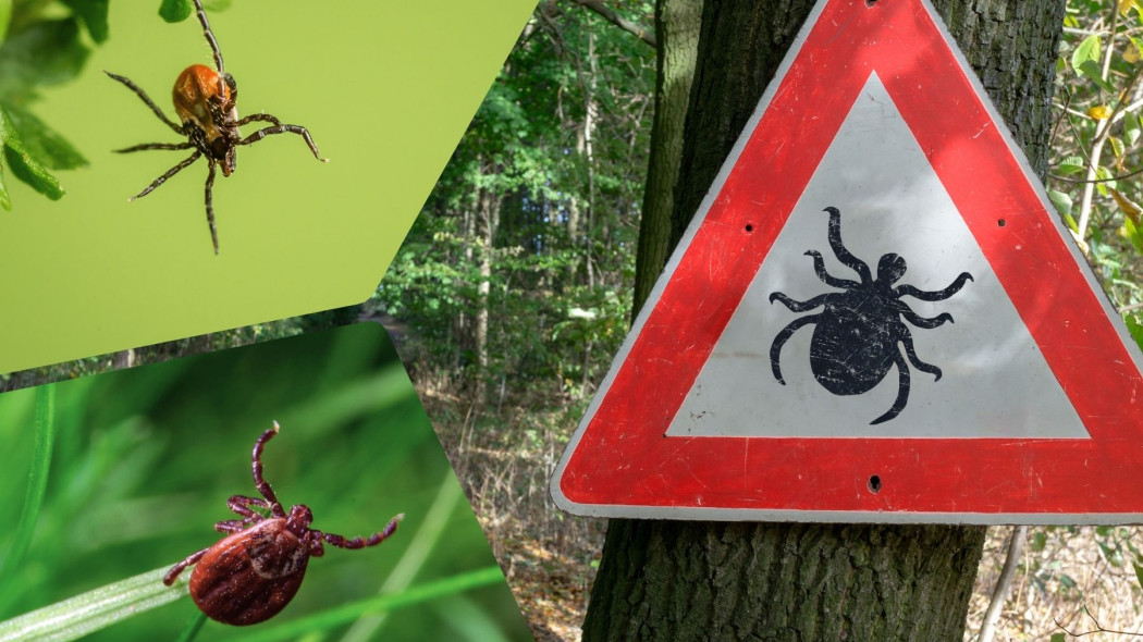 Potrafią zniechęcić do wiosennych spacerów po lesie. Uważaj na kleszcze