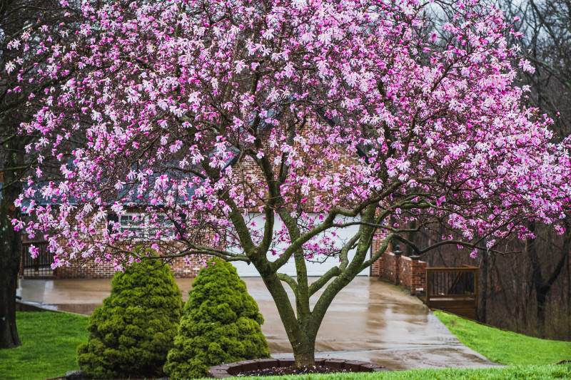 Kwitnąca magnolia w ogrodzie