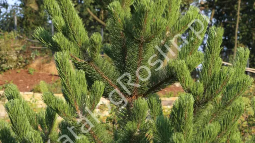 Sosna czarna 'Oregon Green'