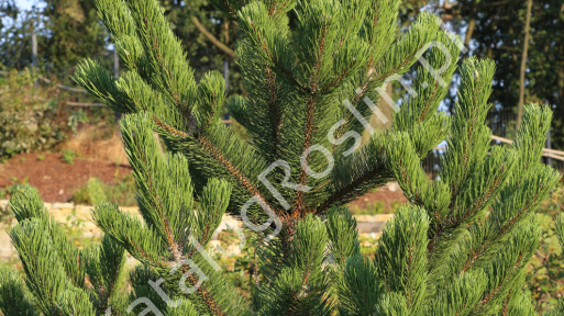 Sosna czarna 'Oregon Green'