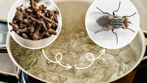 Weź to z kuchennej szafki i ugotuj. Tak przegonisz muchy, mole, komary i inne insekty