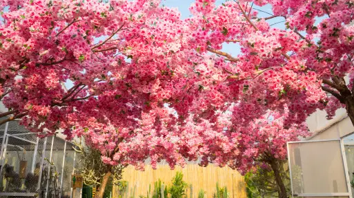 Hanami w ogrodzie – poczuj magię Japonii i stwórz zakątek pełen kwitnących wiśni Sakura