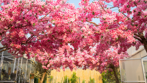 Hanami w ogrodzie – poczuj magię Japonii i stwórz zakątek pełen kwitnących wiśni Sakura