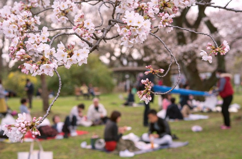 Park w czasie święta Hanami w pełni kwitnienia wiśni wiosną z czystym błękitnym niebem w słoneczny dzień, odwiedzający cieszą się pięknymi kwiatami wiśni Sakura.