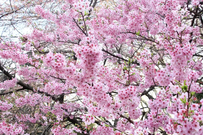 Gałąź kwitnącej sakury z różowymi kwiatami. Japoński festiwal hanami.