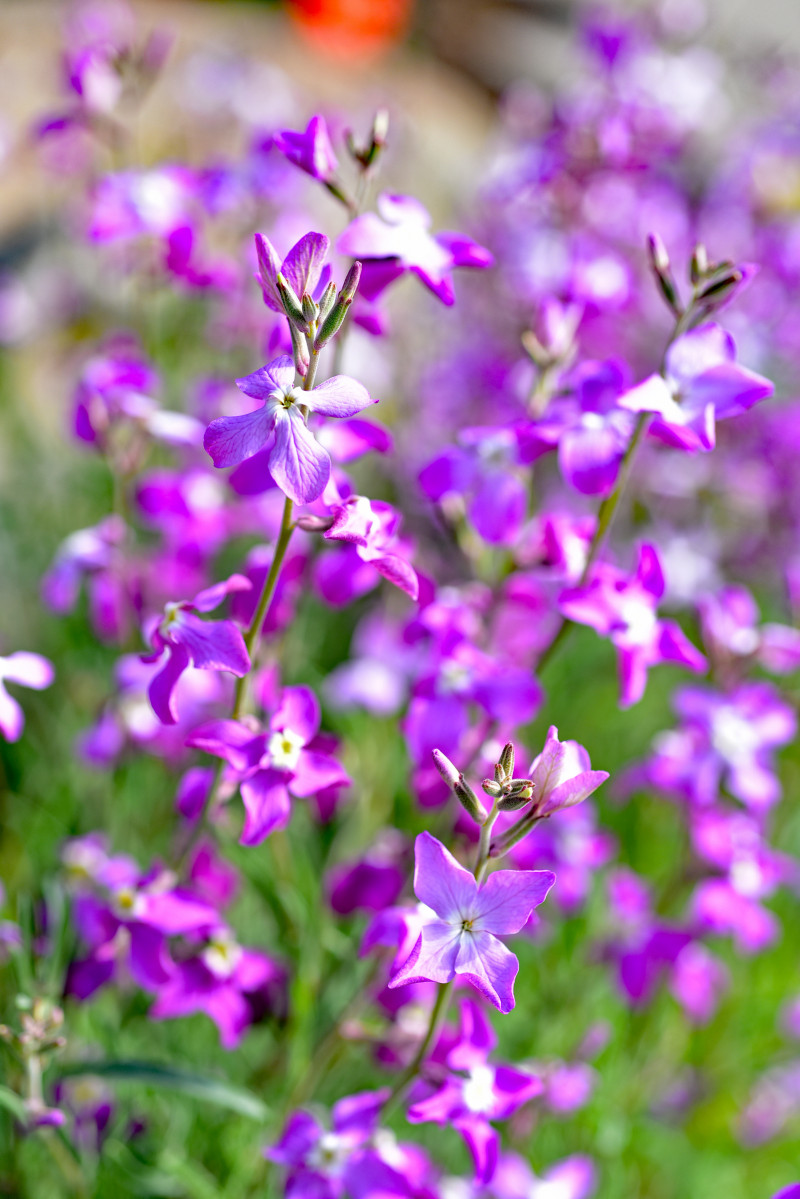 Kwitnąca i pięknie pachnąca Matthiola bicornis