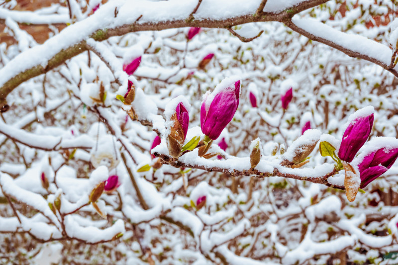 Wrażliwe pąki i kwiaty magnolii źle reagują na niskie temperatury i opady śniegu