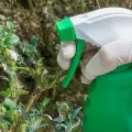 Masz larwy na bukszpanach? Pryskaj już dziś. Te preparaty zatrzymają inwazję ćmy i uratują Twoje rośliny
