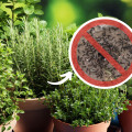 Naturalna ochrona przed mrówkami. Te rośliny odstraszą je zapachem
