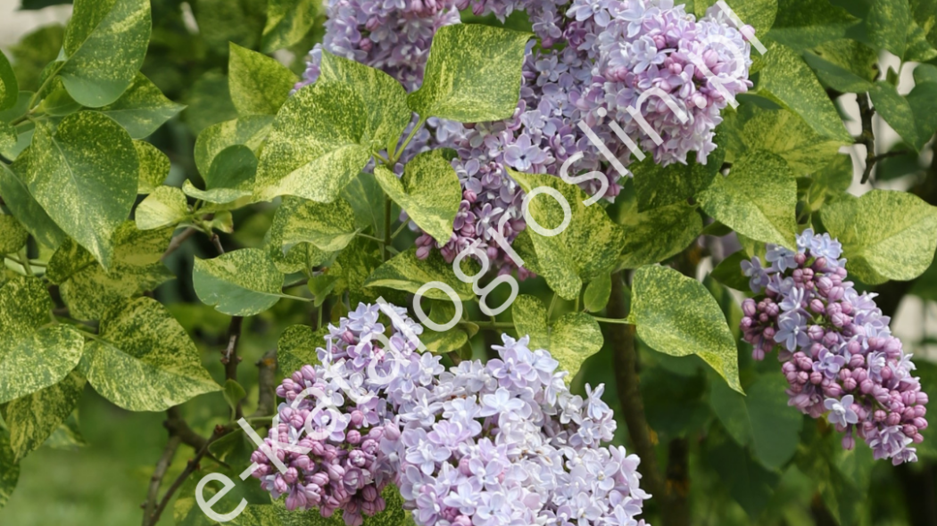 lilak pospolity Syringa vulgaris Aucubaefolia© - krzew ozdobny z liści i fioletowych, pachnących kwiatów - w ogrodzie
