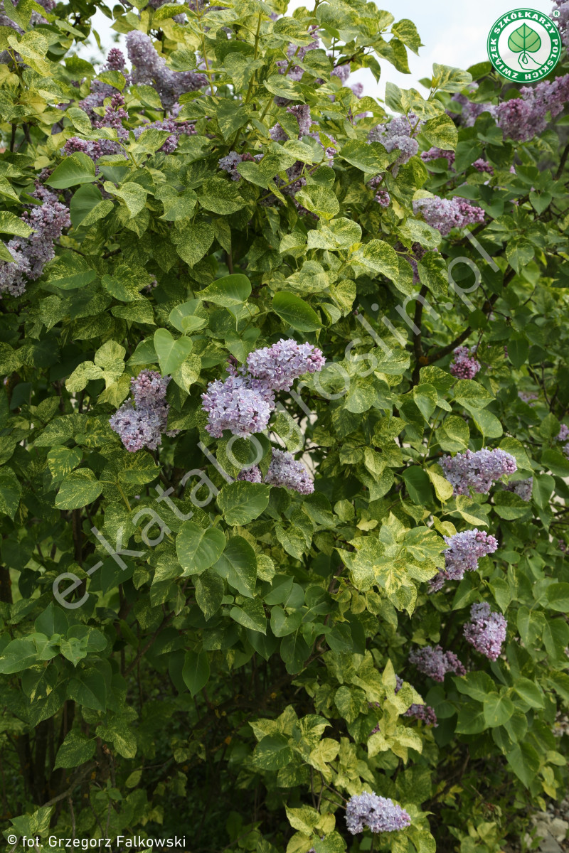 kwitnący wiosną w ogrodzie lilak pospolity Syringa vulgaris Aucubaefolia© - krzew ozdobny z liści i fioletowych, pachnących kwiatów