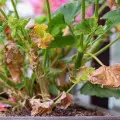 Czego nie lubi pelargonia? Od czego choruje? Oto 4 powody
