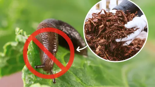 Weź ten popularny produkt i zrób barierę na ślimaki. Mięczaki się nie prześlizgną