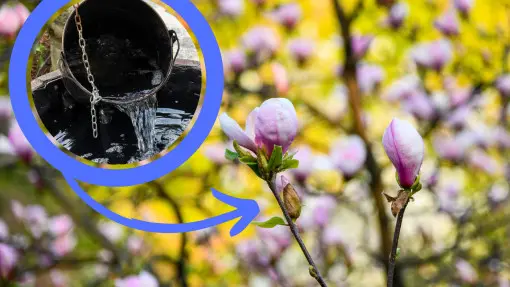 Ta odżywka z resztek to bomba witaminowa dla magnolii. Liczy się odpowiednia proporcja