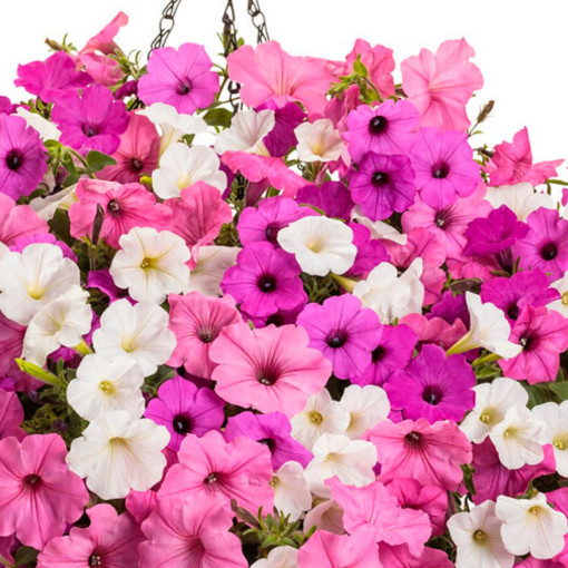 Petunia Supertunia VISTA