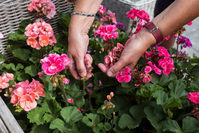 Usuwanie przekwitłych kwiatów pelargonii pobudza rośliny do ponownego kwitnienia