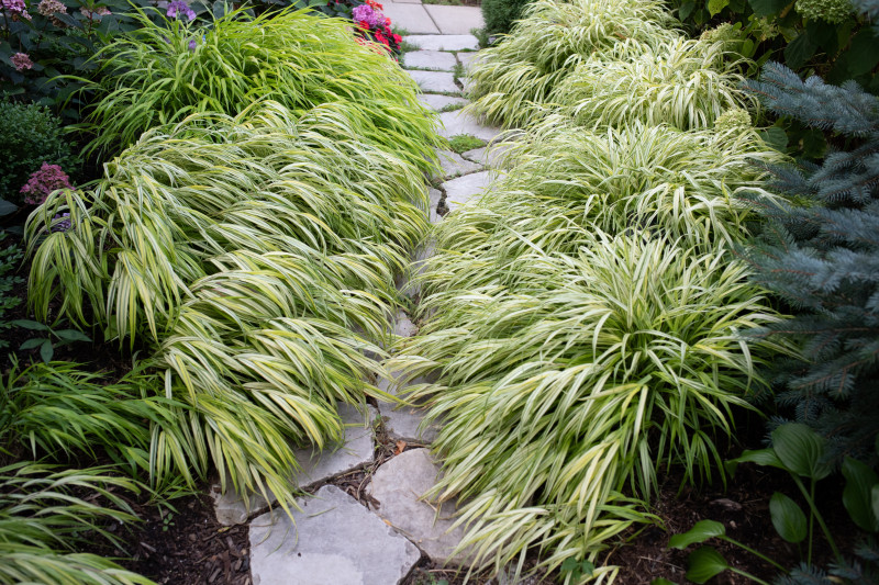 Hakonechloa wzdłuż ścieżek ogrodowych