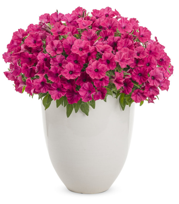 Supertunia odmiana Vista Fuchsia