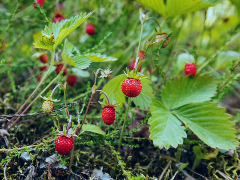 Poziomki pospolite w ogrodzie