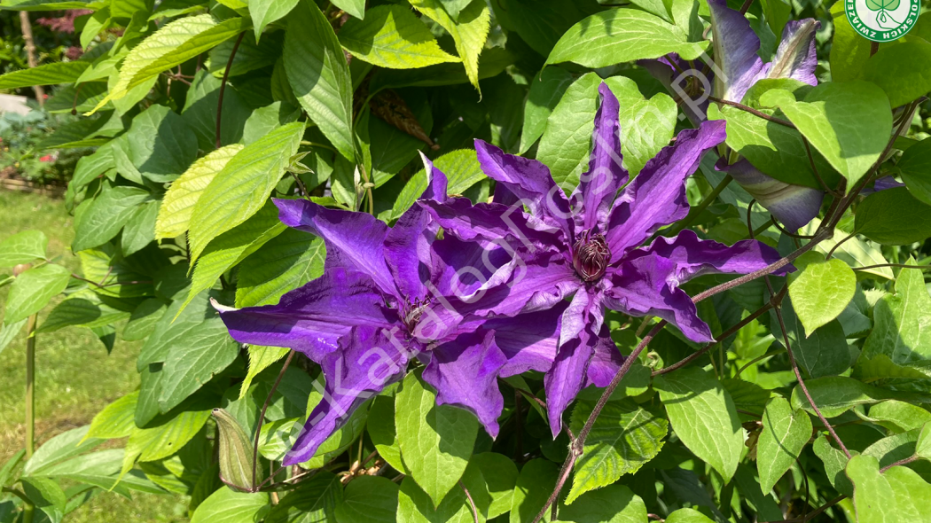 kwitnący w ogrodzie na fioletowogranatowy kolor powojnik Clematis 'The President'