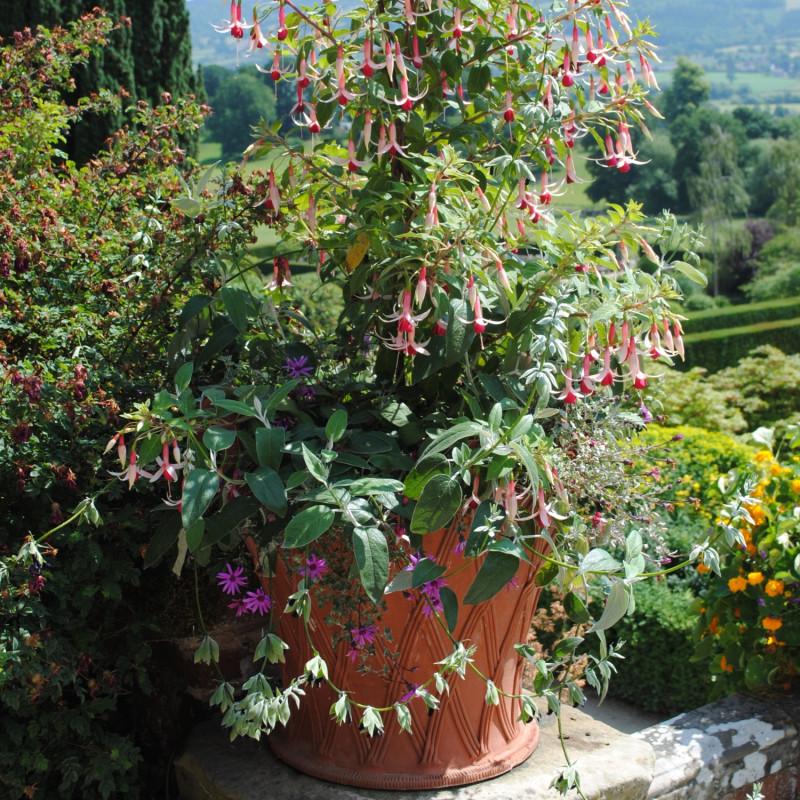 Powis Castle – sezonowa kompozycja w donicy w stylu angielskim