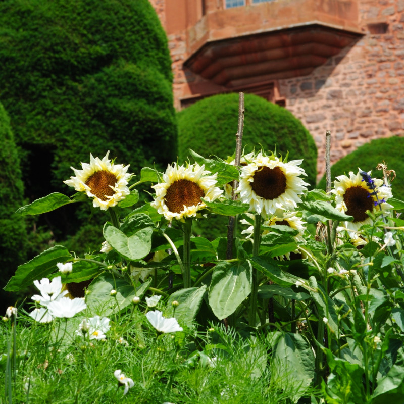 Powis Castle – żółte słoneczniki na rabacie 