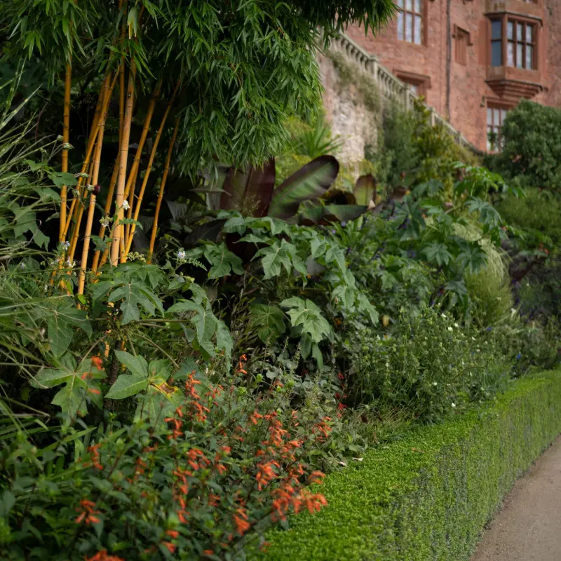 Powis Castle – rabata na tarasie z pomarańczowymi kwiatami